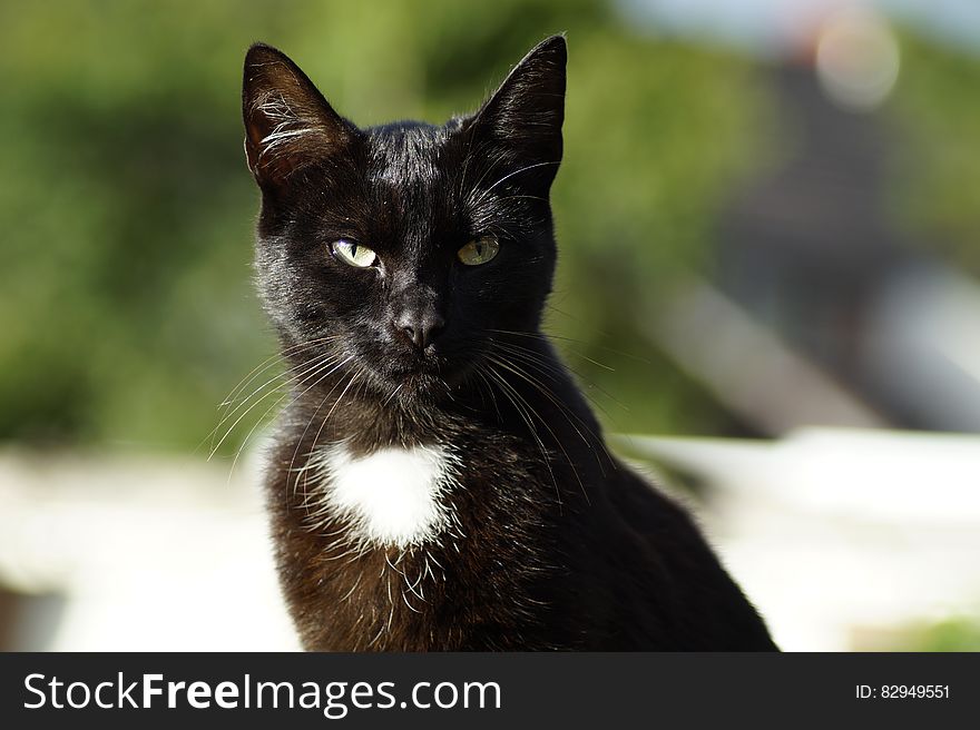 Shallow Focus Photography Of Black Cat