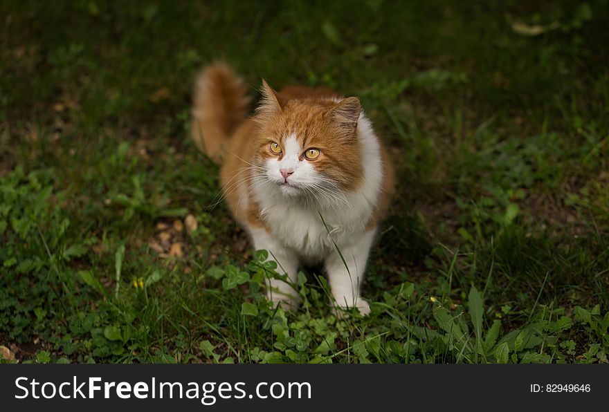 Somali Cat on Grass Close Up Photo