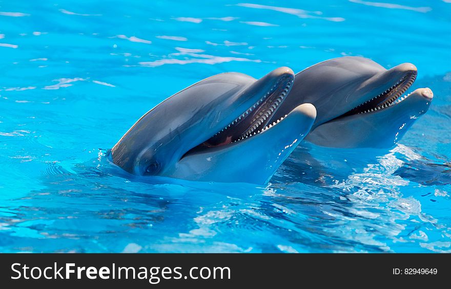 2 Dolphin during Daytime