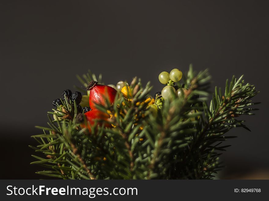 Selective Focus of Red and Green Berries Fruit