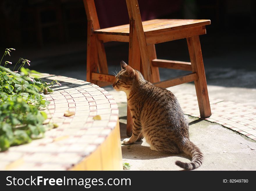 Brown and Gray Cat Near Wooden Chair on Daytime