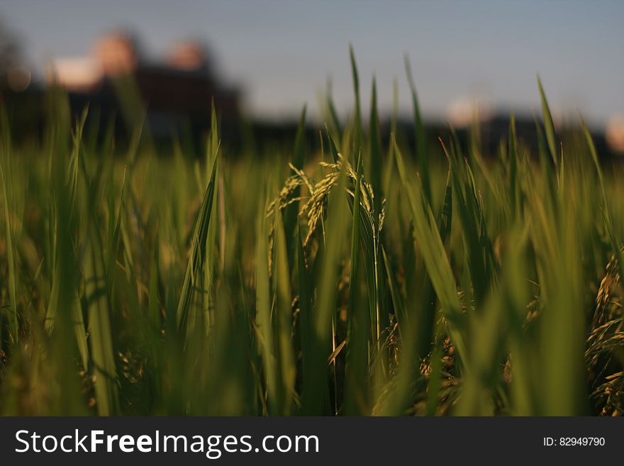 Rice Field Photo