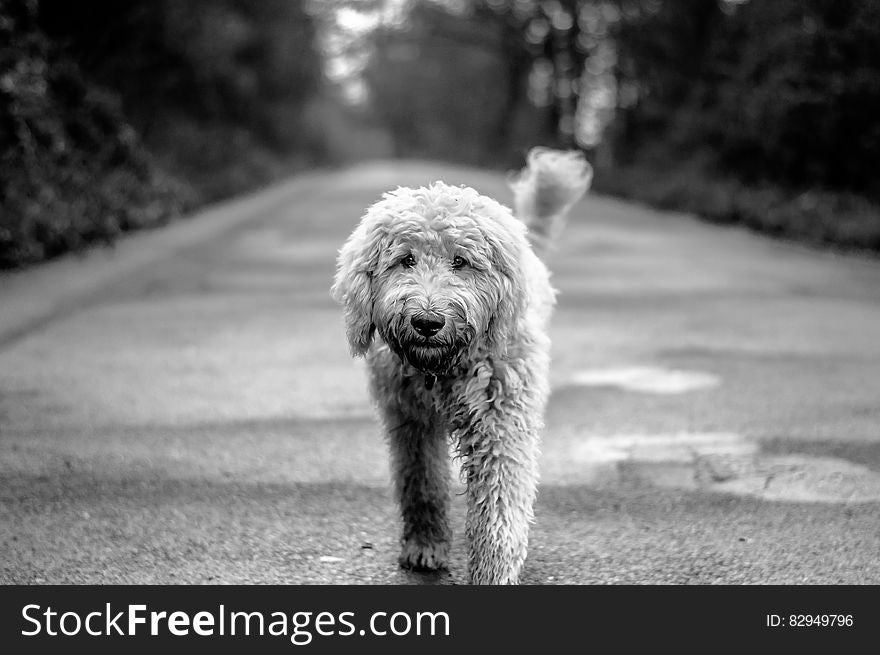 Dog walking down country path in black and white. Dog walking down country path in black and white.