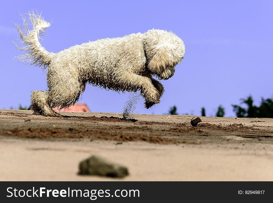 White dog digging in sand against blue skies on sunny day.
