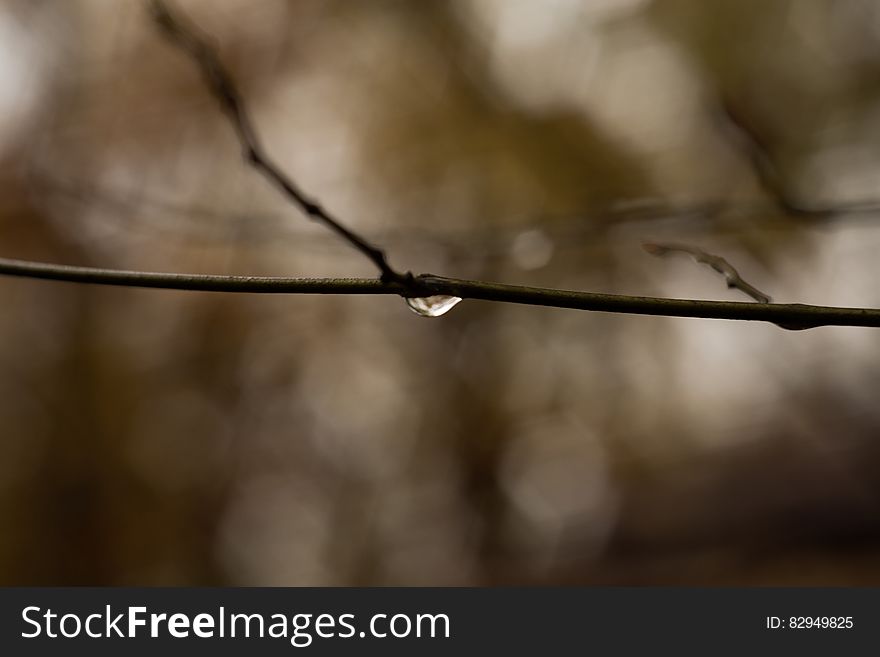 Macro Shot of Water Drop on Tree Branch