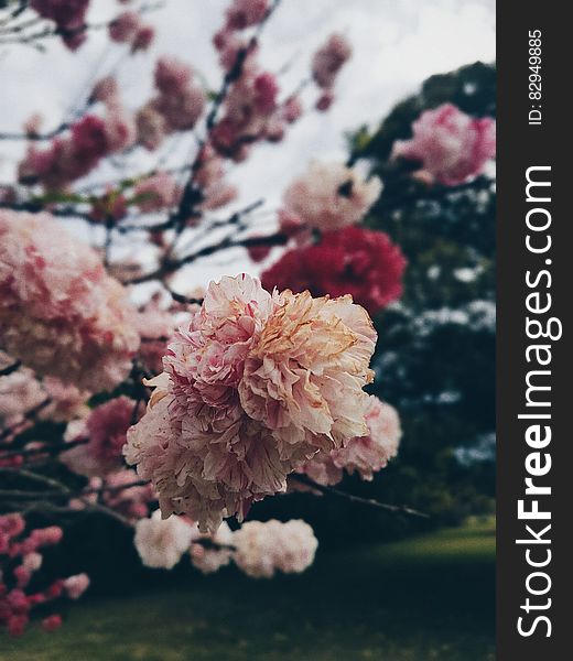 Pink White Red Petal Flower