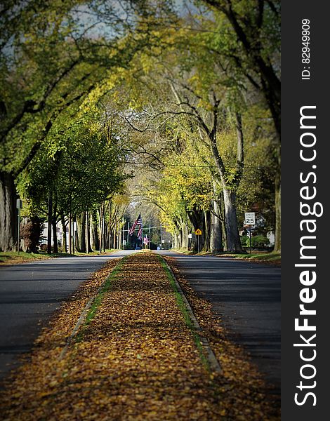 Brown Dried Leaves on Gray Paved Road Surrounded by Green Leaf Trees