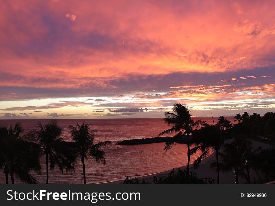 Palm Tree View during Sunset