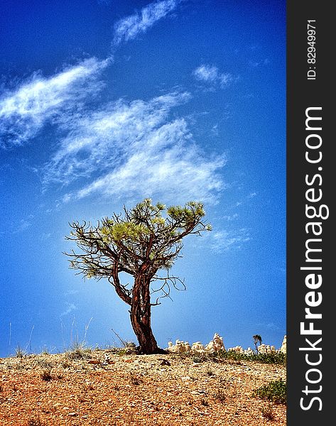 Tree on hillside in field against blue skies with white clouds. Tree on hillside in field against blue skies with white clouds.