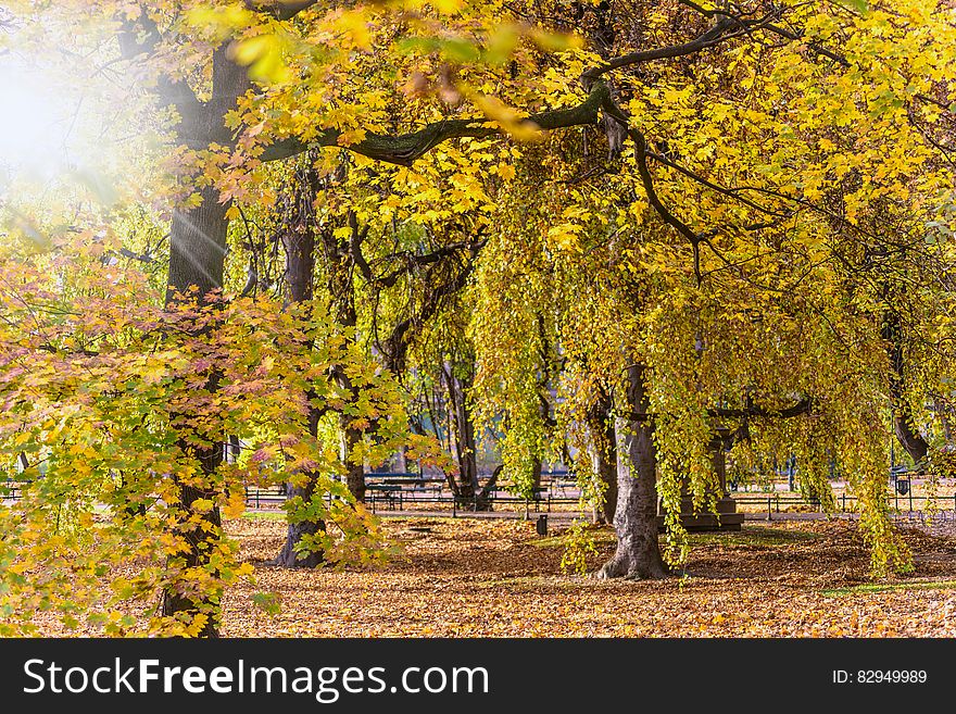 Green Leaf Tree On Brown Field At Daytime