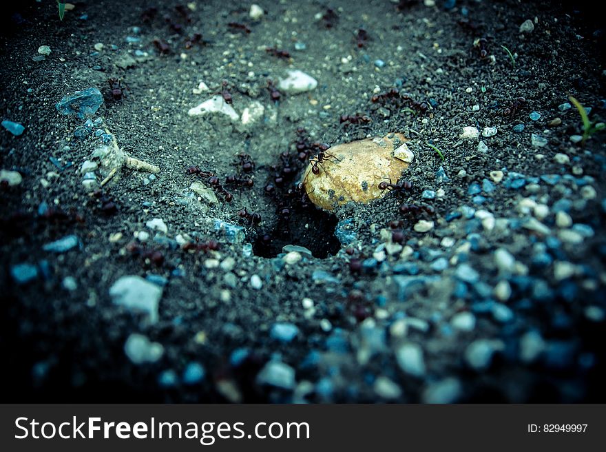 Close up of ants coming out of hole onto rocks. Close up of ants coming out of hole onto rocks.