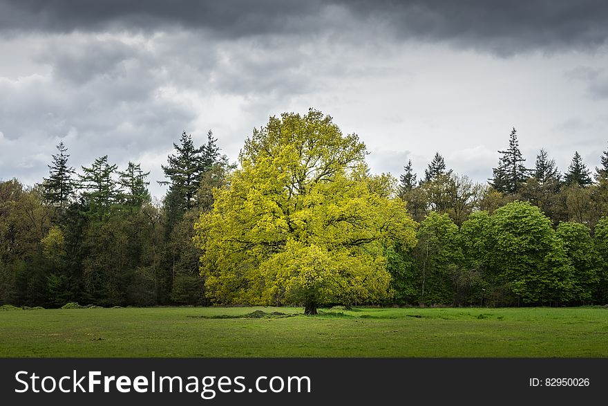 Tree standing in green field with cloudy skies. Tree standing in green field with cloudy skies.