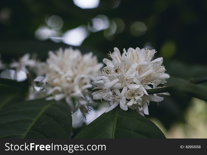 White Flower In Shallow Focus Lens