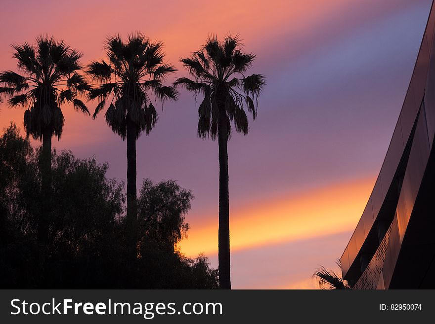 Low Angle View of Three Palm Trees during Sunset