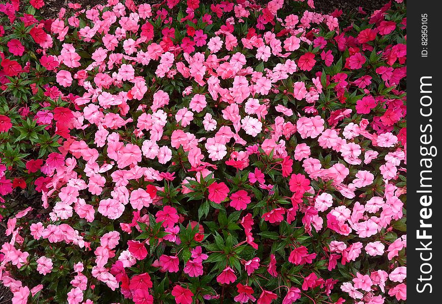 Red and Pink Petaled Flowers