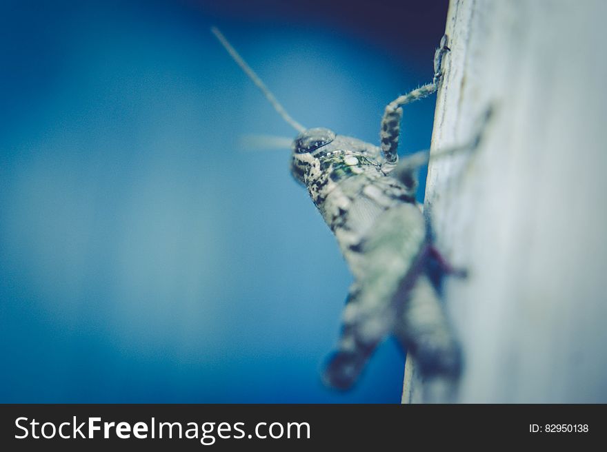 Close up of grasshopper on wood with blue background.