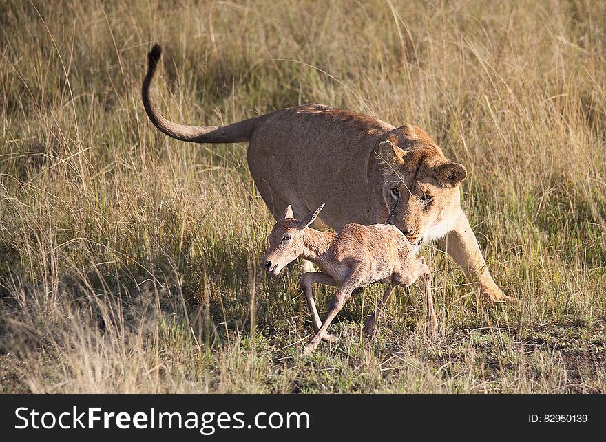 Picture of Tigress on Green Grass Field