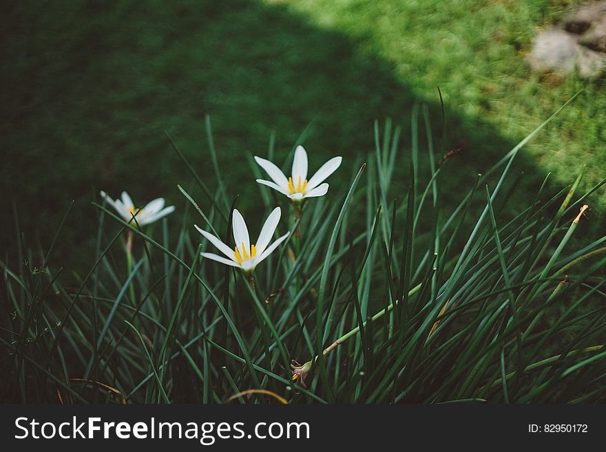 White Rain Lilies At Daytime Close Up Photography