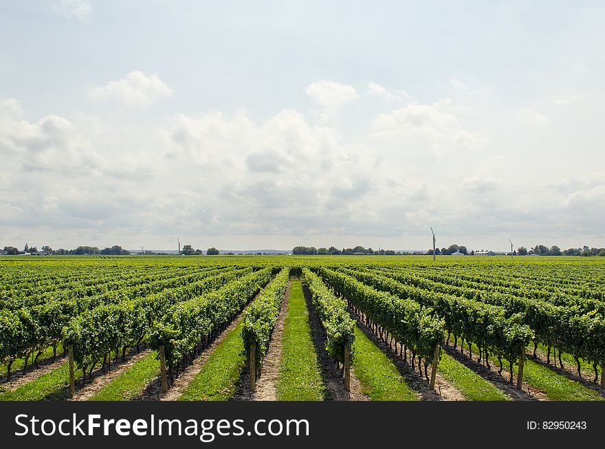 Vineyards on a sunny day.