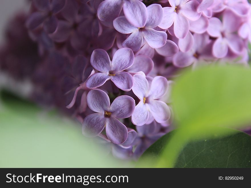 Selective Focus of Purple Flowers