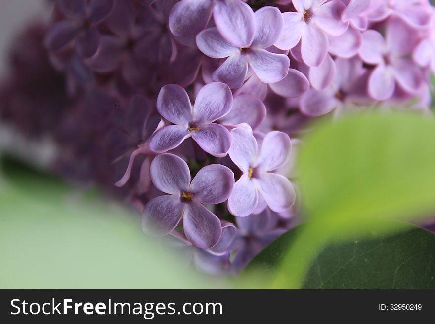 Selective Focus Of Purple Flowers