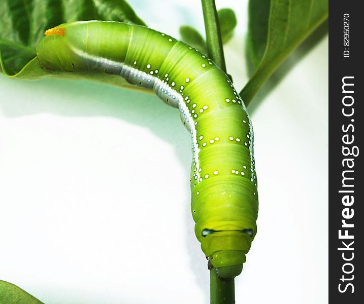 Green Caterpillar