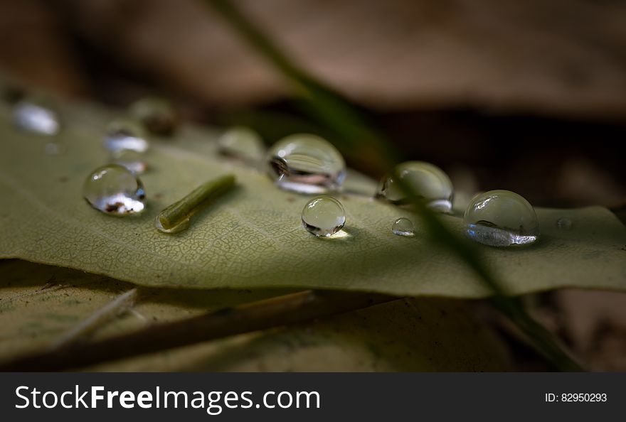 Drop of Water on Green Leaf Plant