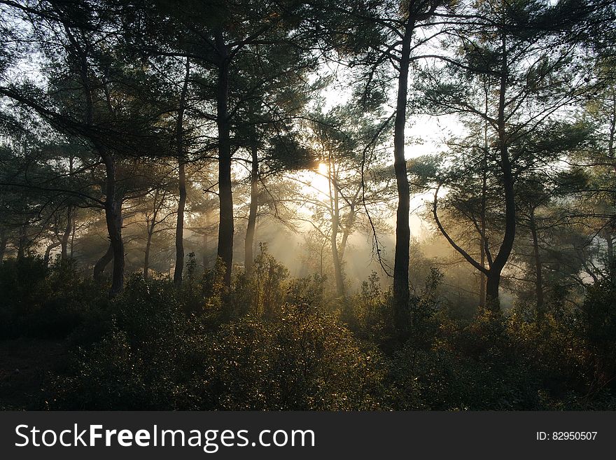 Sunlight filtering through trees in forest with mist or fog. Sunlight filtering through trees in forest with mist or fog.