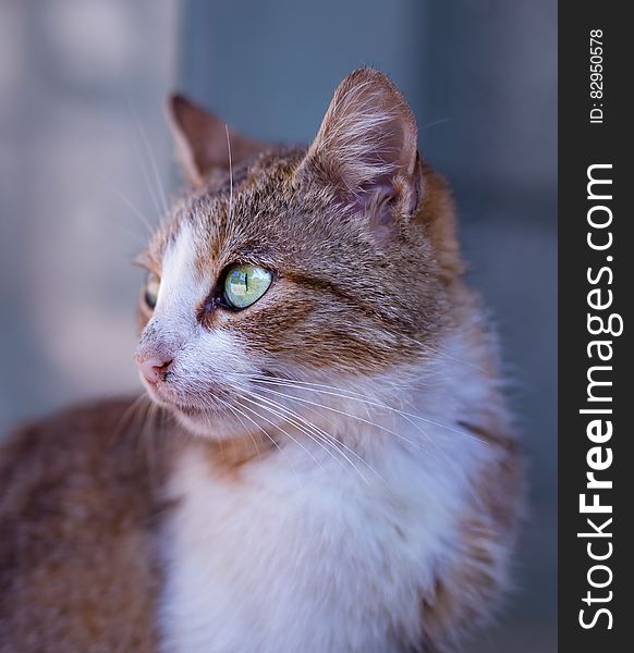 Tan And White Short Fur Cat On Close Up Photography