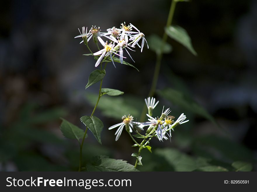 Close up of wildflowers blooming on green plants with leaves and stems.