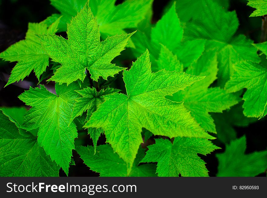 Close up of green 5 pointed leaves on black background. Close up of green 5 pointed leaves on black background.