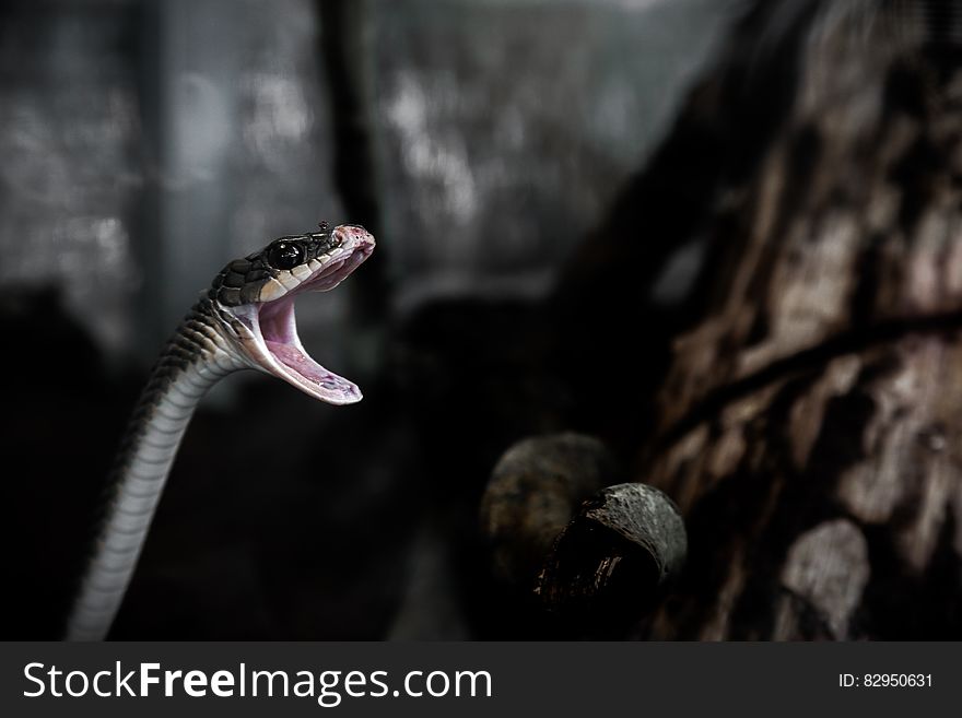 A snake head with wide open jaws. A snake head with wide open jaws.