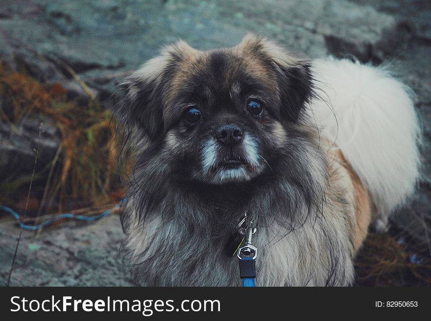 Mixed breed dog on leash standing on rocks outdoors. Mixed breed dog on leash standing on rocks outdoors.