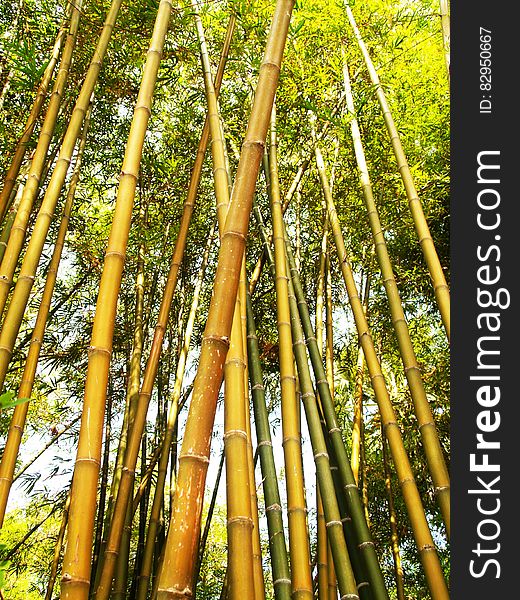 Bamboo Tree during Daytime