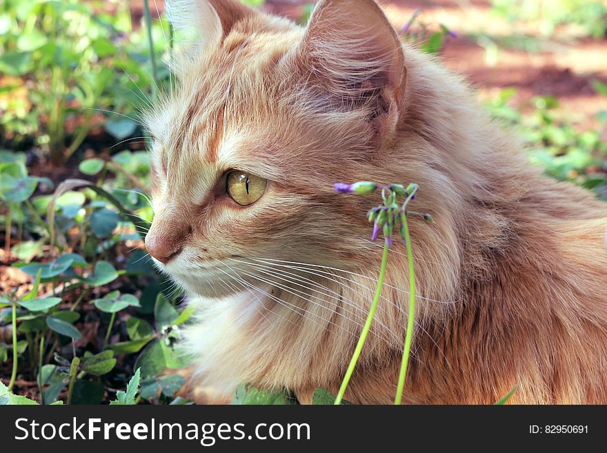 Outdoor portrait of long hair domestic cat in sunny garden. Outdoor portrait of long hair domestic cat in sunny garden.