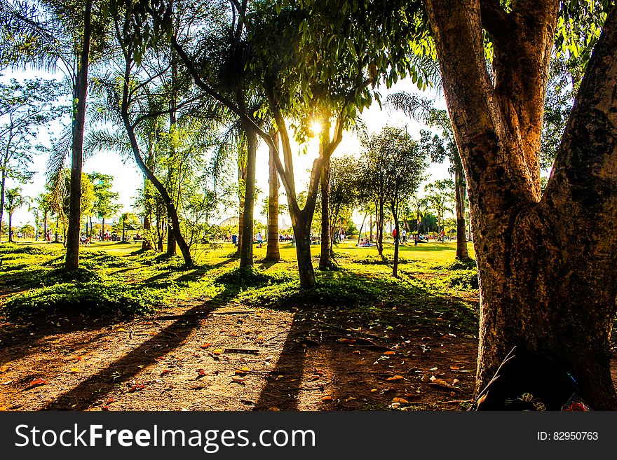 Sunlight through leafy branches of trees in green field. Sunlight through leafy branches of trees in green field.