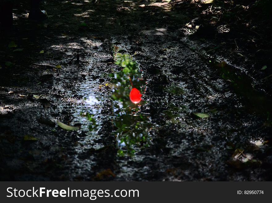 Red flower on plant in muddy field in shadows. Red flower on plant in muddy field in shadows.