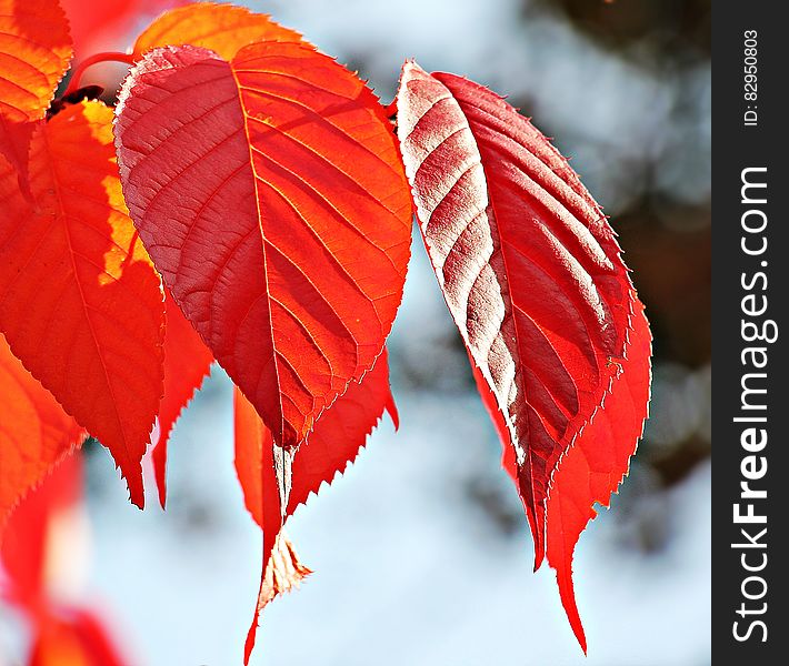 Close up of orange fall foliage on tree against sunny skies. Close up of orange fall foliage on tree against sunny skies.