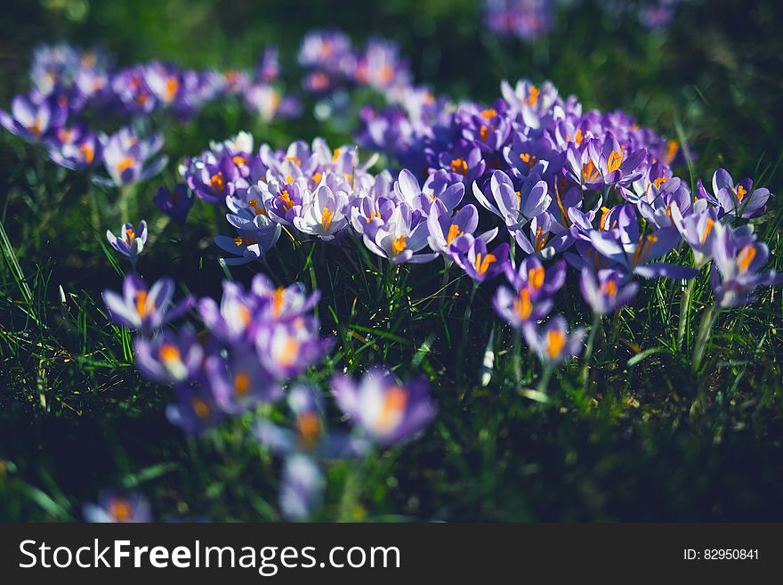 Purple And White Petaled Flowers