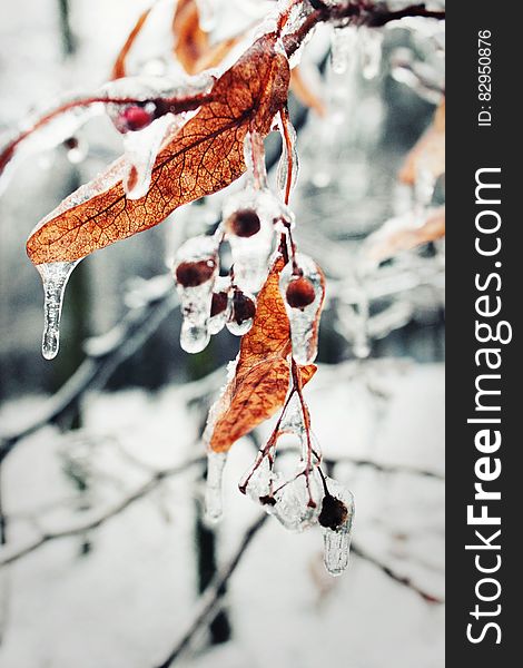 Withered Leaves of Tree Covered With Water Close Photography