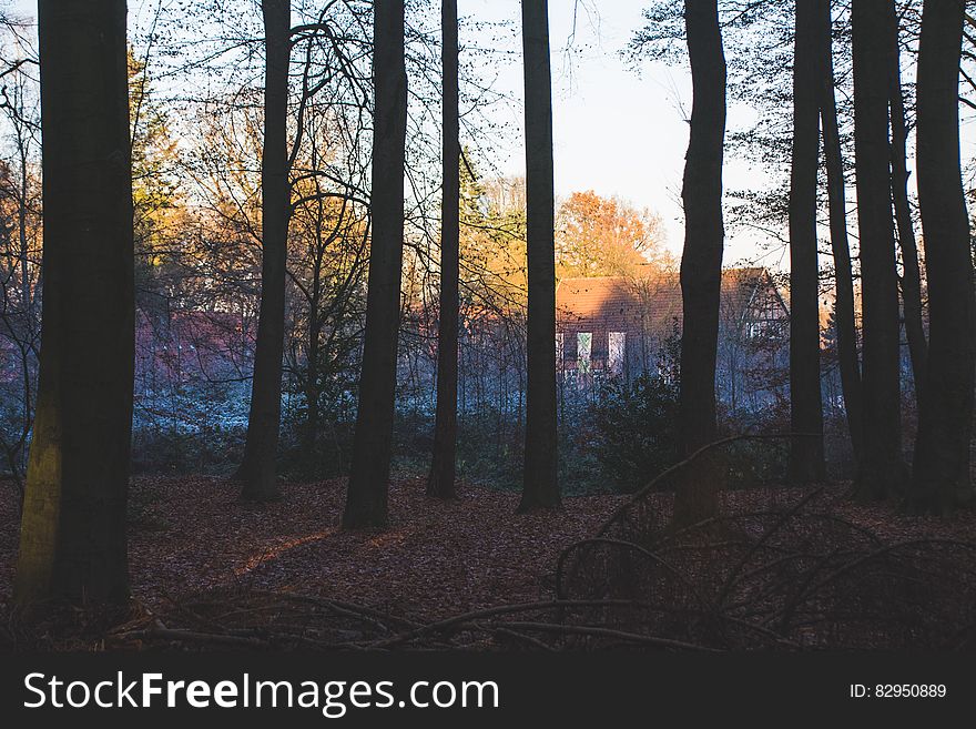 Sunset through trees in rural countryside. Sunset through trees in rural countryside.