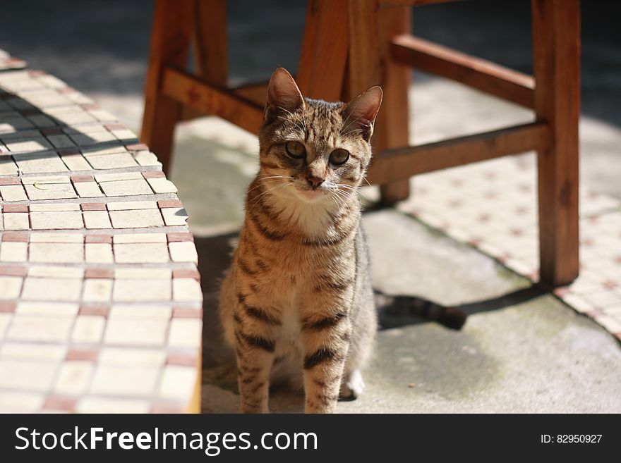 Brown Tabby Cat Sitting on Concrete Floor during Daytime