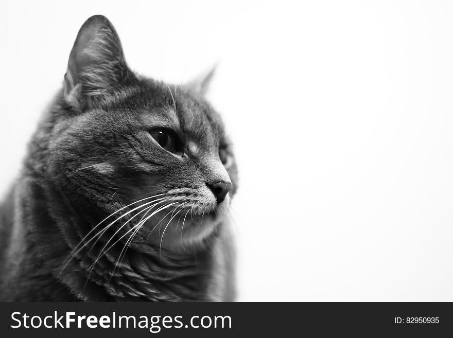 Black and white cat studio portrait. Black and white cat studio portrait.