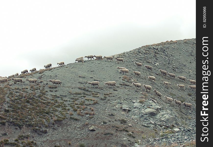 Sheep grazing on hillside on overcast day. Sheep grazing on hillside on overcast day.