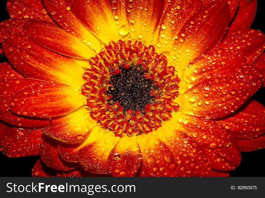 Red and Yellow Flower With Water Sprinkles