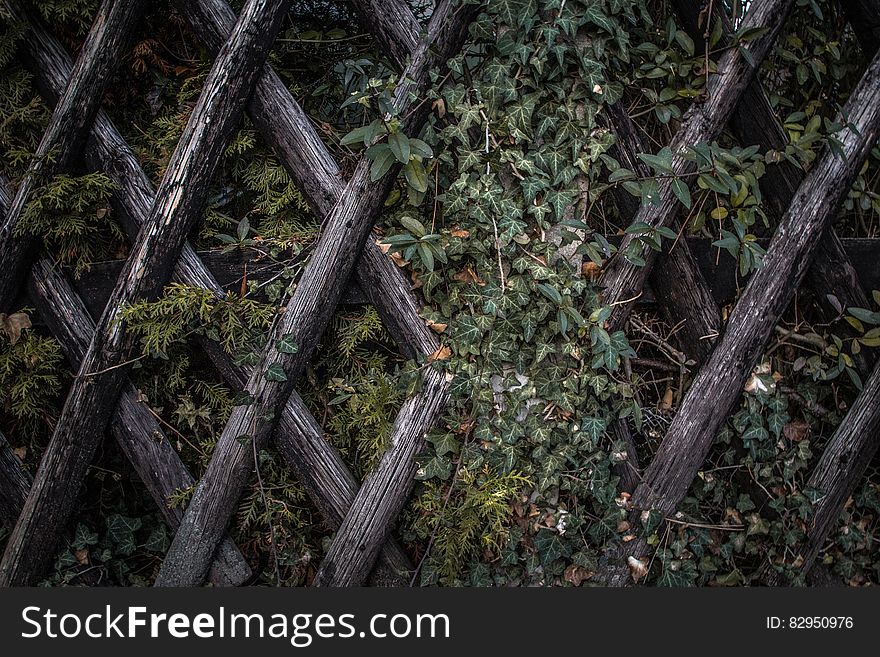 Ivy on wood lattice fence