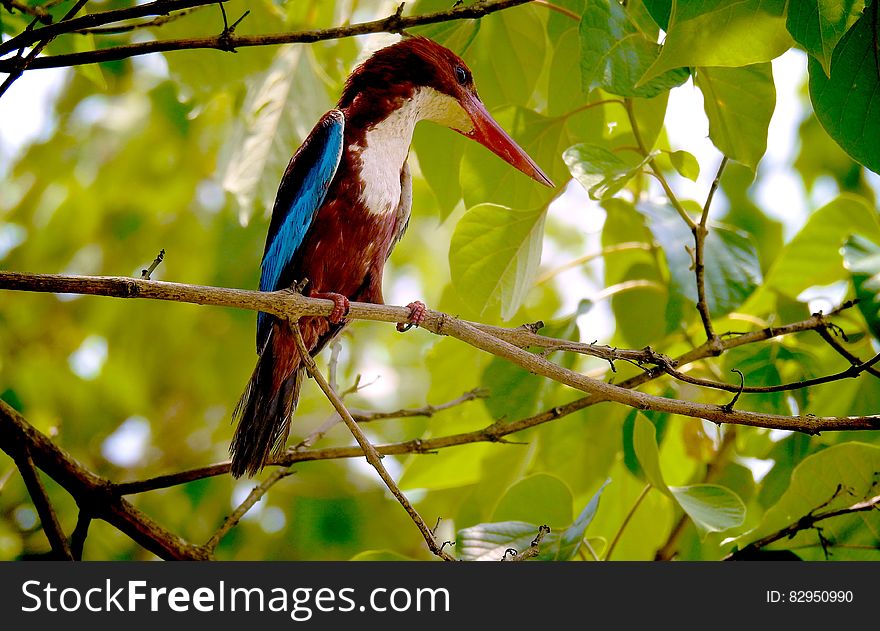 Colorful tropical bird perched on tree branch with green leaves. Colorful tropical bird perched on tree branch with green leaves.