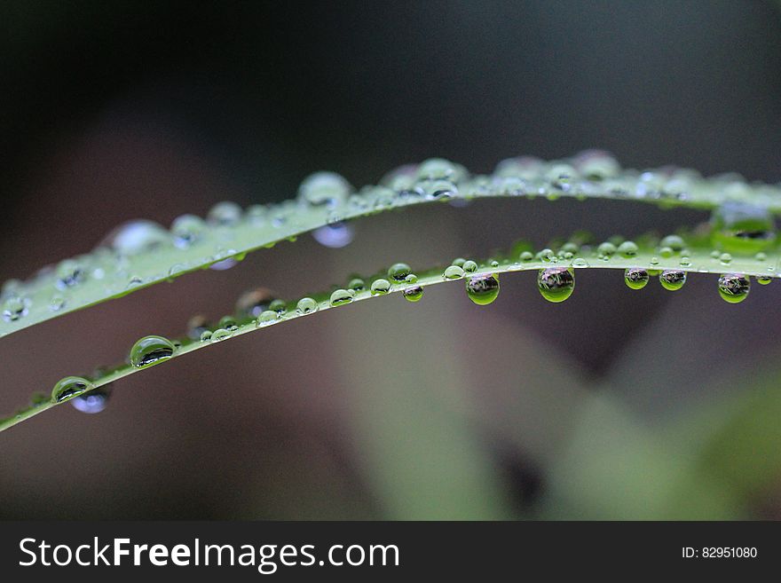 Close Up Photo of Water Drops
