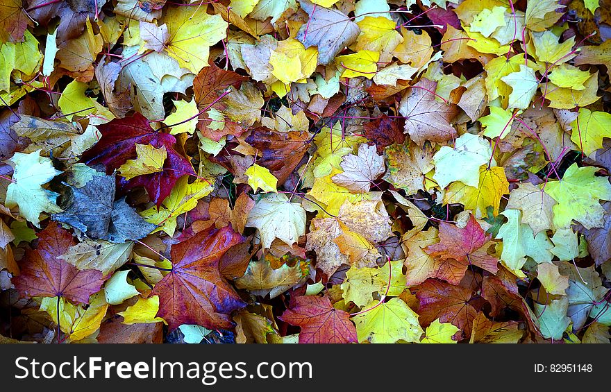 Maple Leaves on Ground Close Up Photo during Daytime