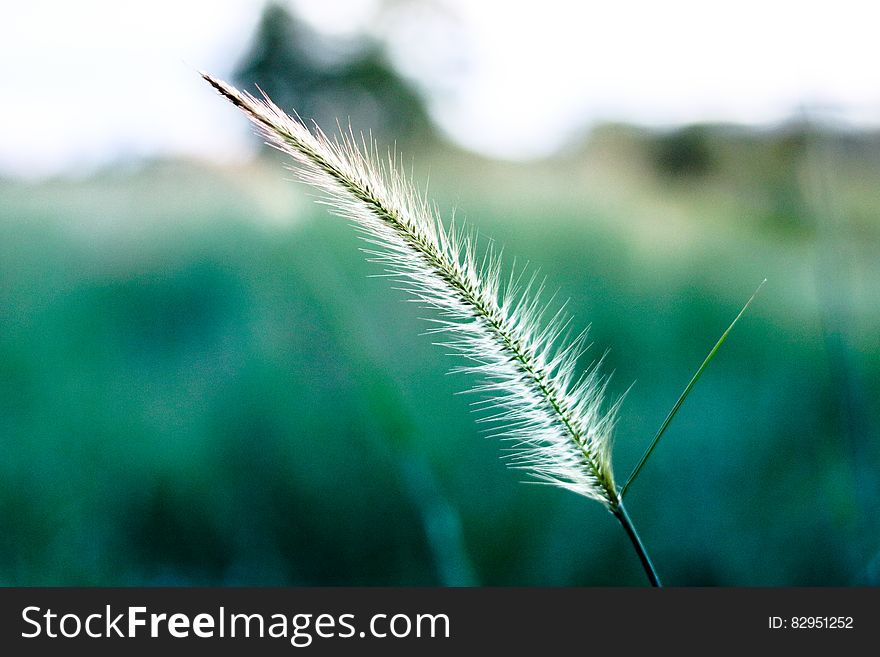 White and Green Leaf Focus Photography